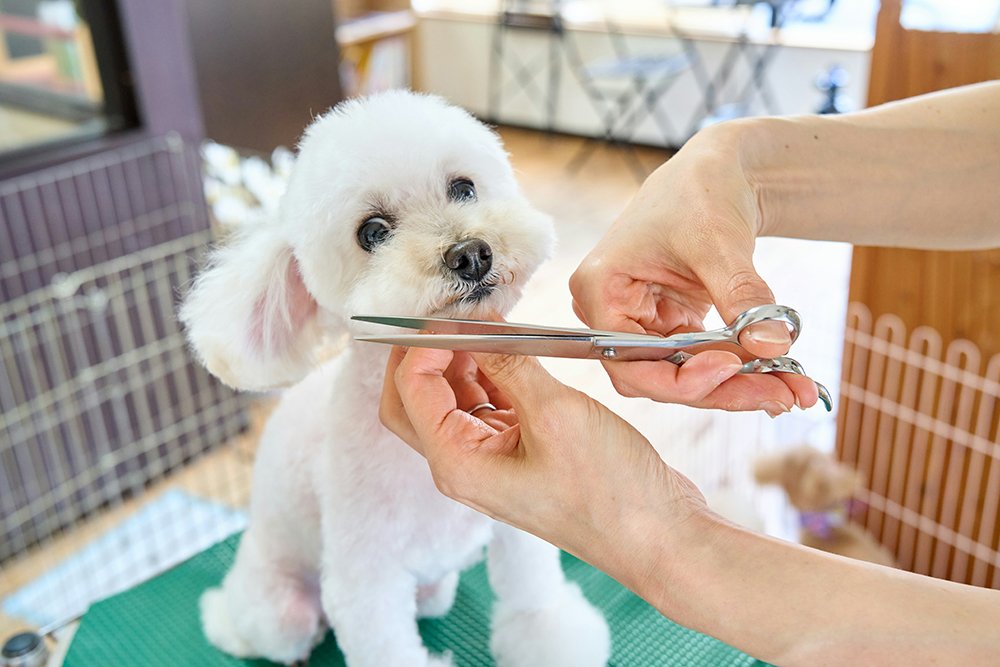The Ultimate Guide to Finding Trusted Pet Services in India