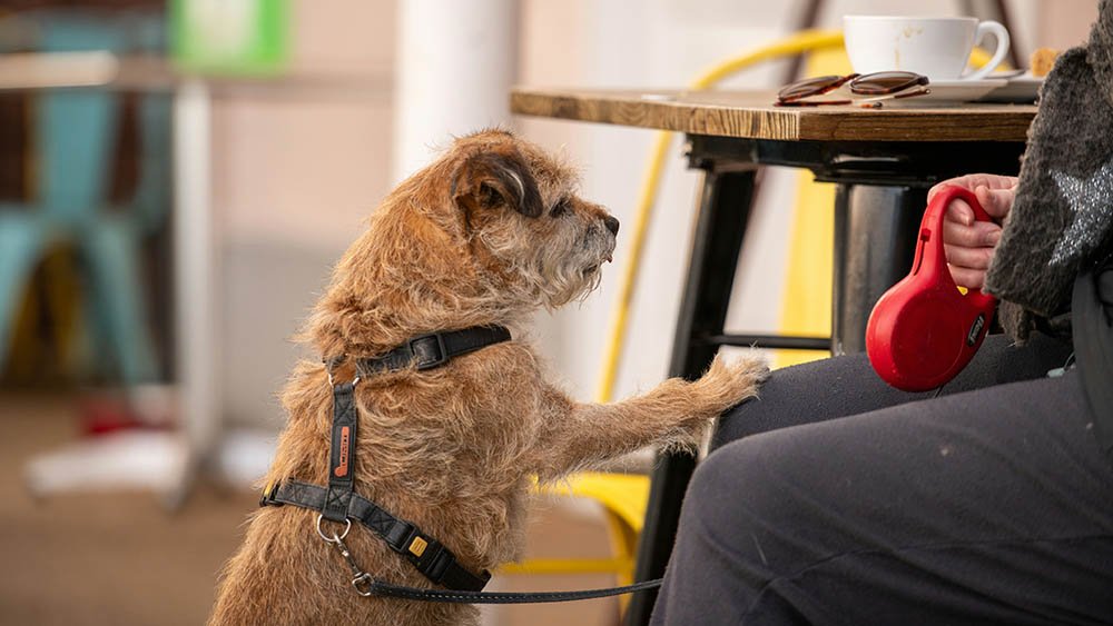 How to Find the Best Pet Services Near You in India!