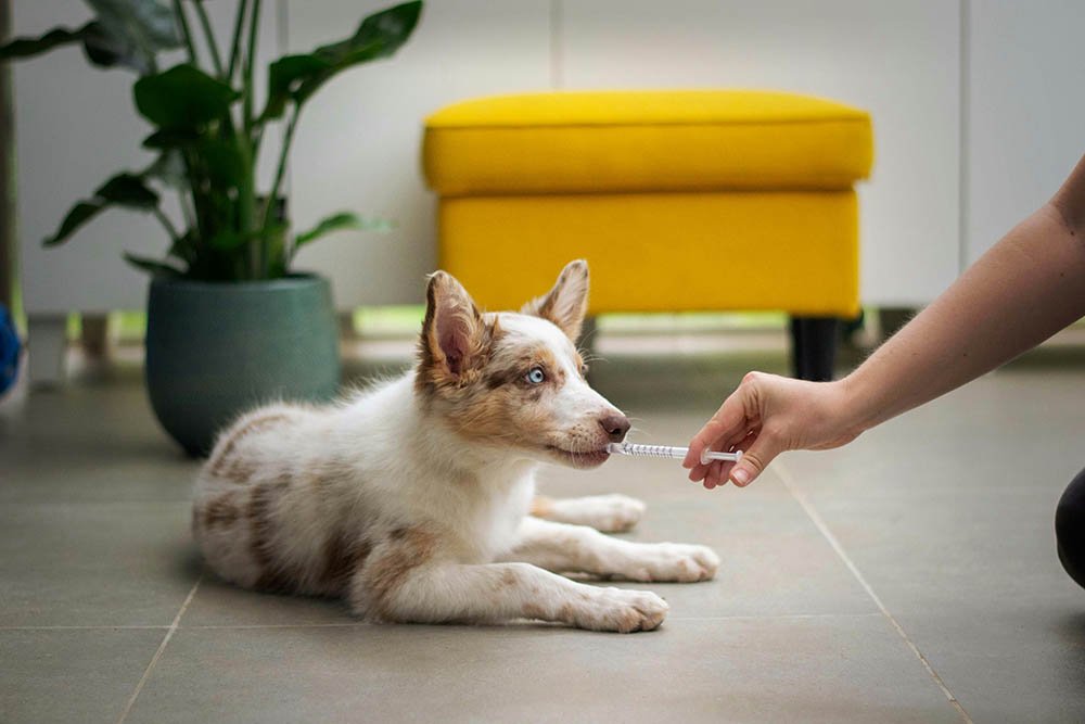 The Ultimate Guide to Choosing Trusted Pet Care Providers