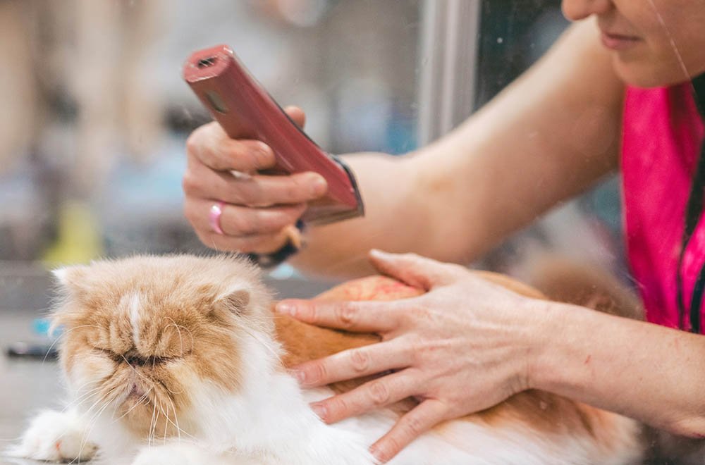 How to Find Reliable Pet Services Near Me (Step-by-Step Guide)