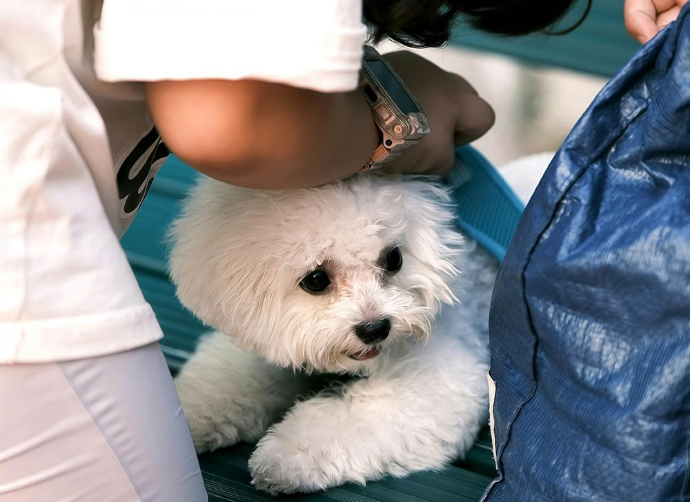 How Pawtners Connects Pet Owners with Trusted Professionals