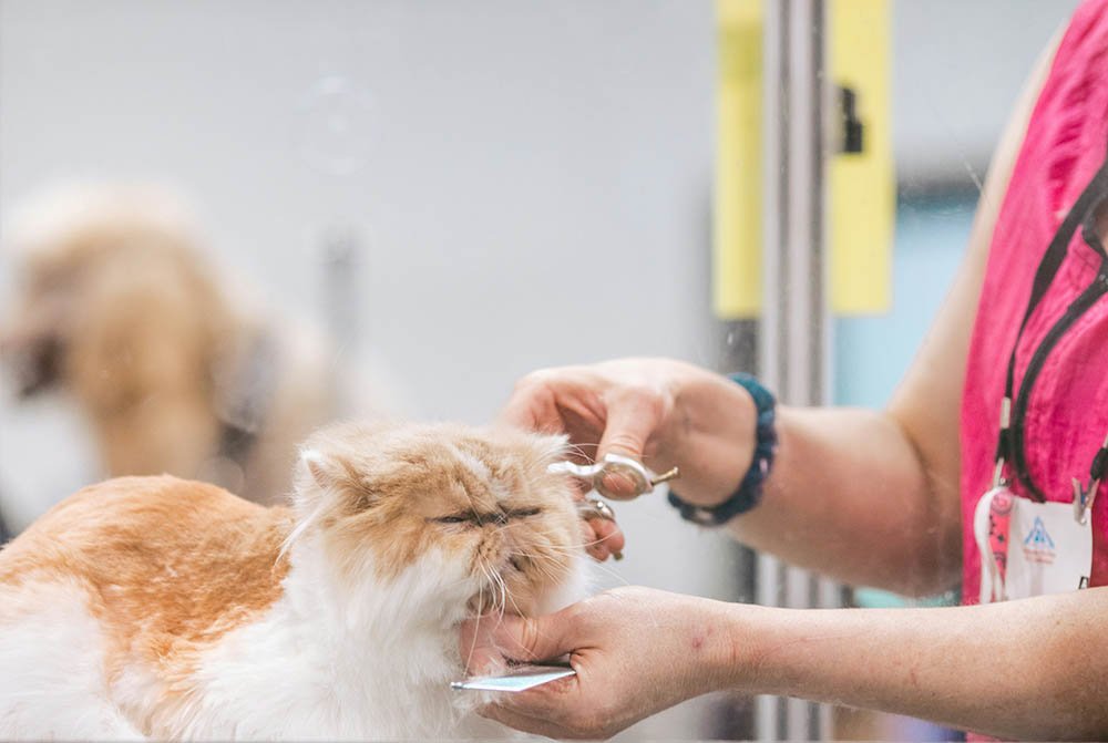 From Grooming to Boarding: All Pet Services in One Place