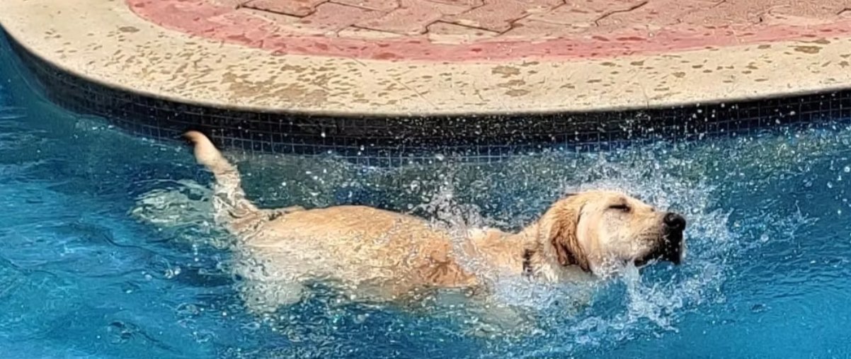 Krypto's Kanine Nutrition