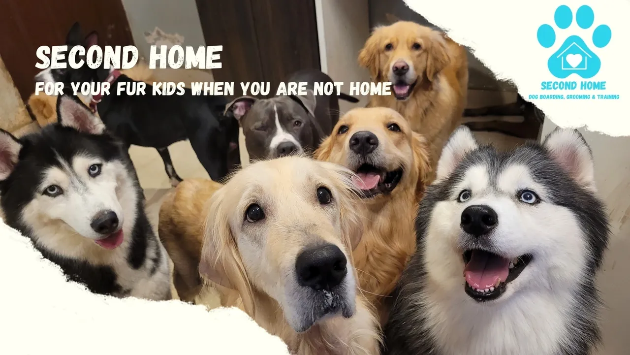 Second Home Dog Bboarding