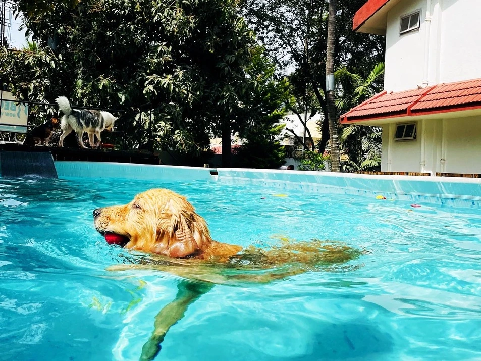 Beckys Bow Wow House