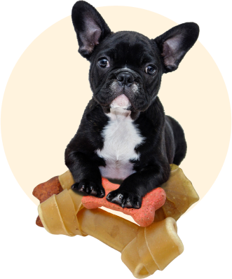 Scoopy Scrub The Pet Grooming