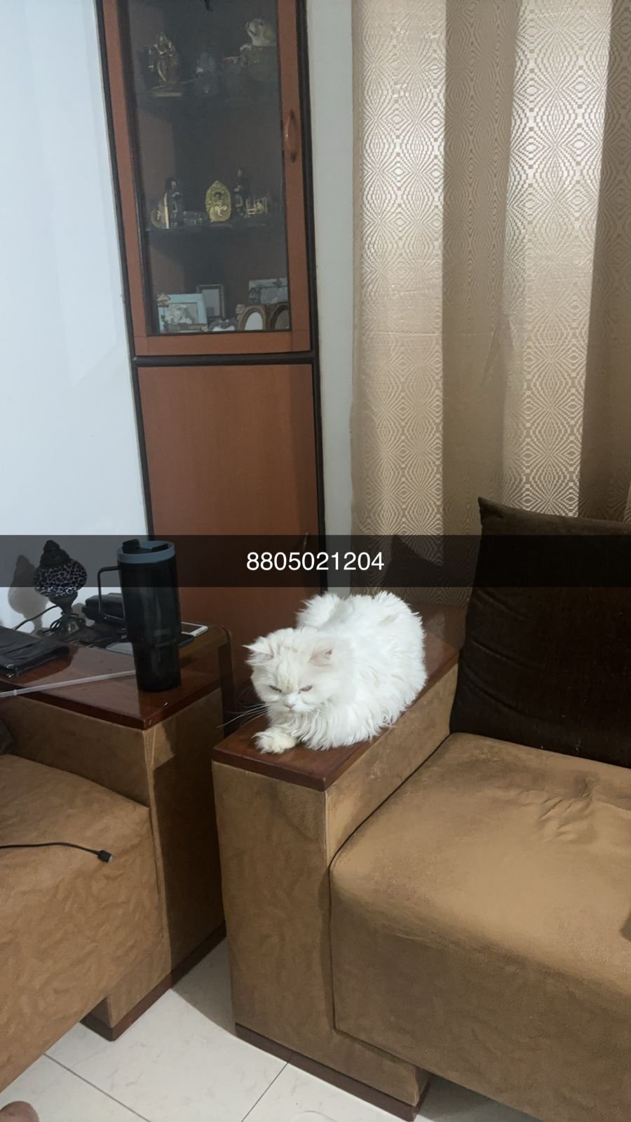 Daisy pet Hostel